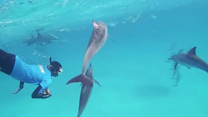 VIP Dolphin House 