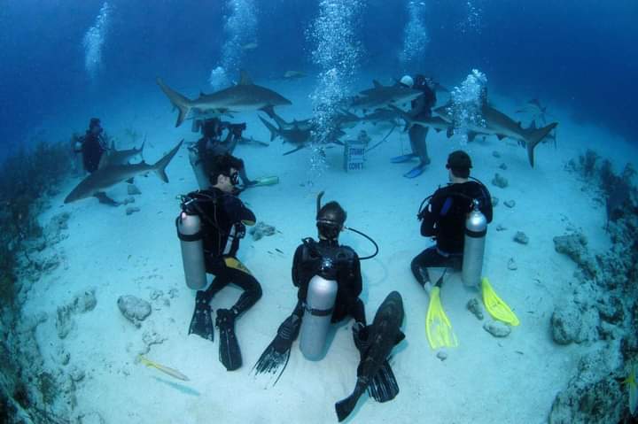 Two Intro Dive 