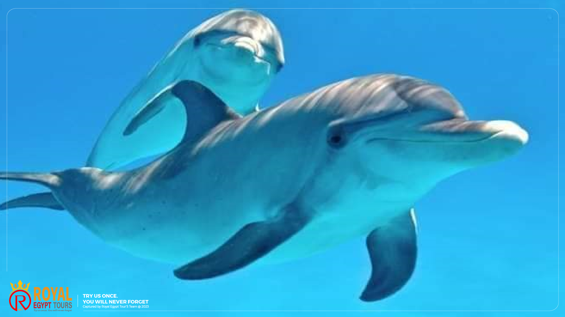 VIP Dolphin House 