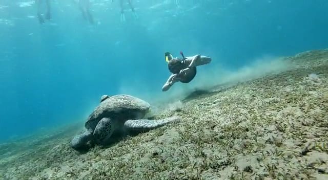  Abo  Dabab ( Turtles  Bay)     